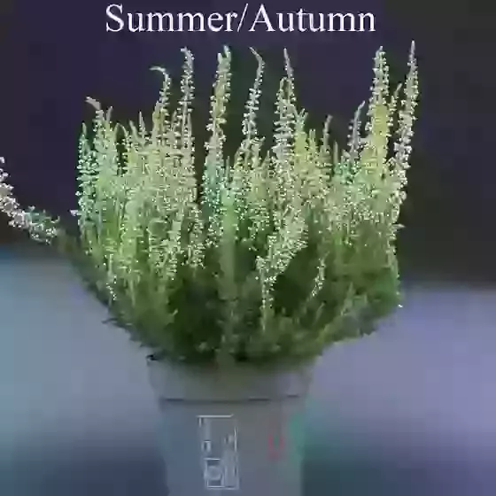 Calluna vulgaris Beauty Ladies White (sent in 11cm pot) 